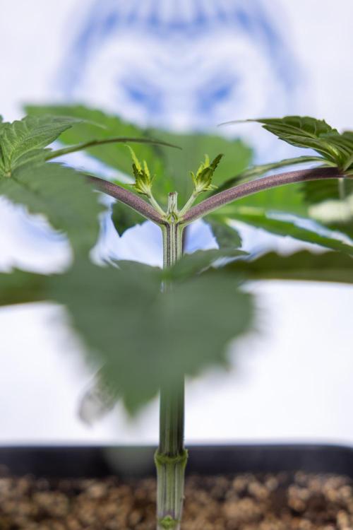 Tropicana Cookies #2 - Zamnesia x B&B. Week 3 - Tropiacana Cookies -  VEG - week 3/4