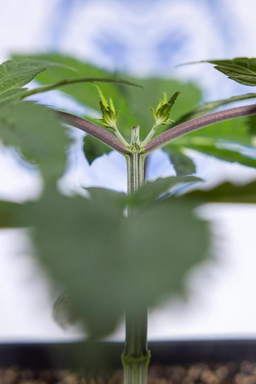 Tropicana Cookies #2 - Zamnesia x B&B. Week 3 - Tropiacana Cookies -  VEG - week 3/4