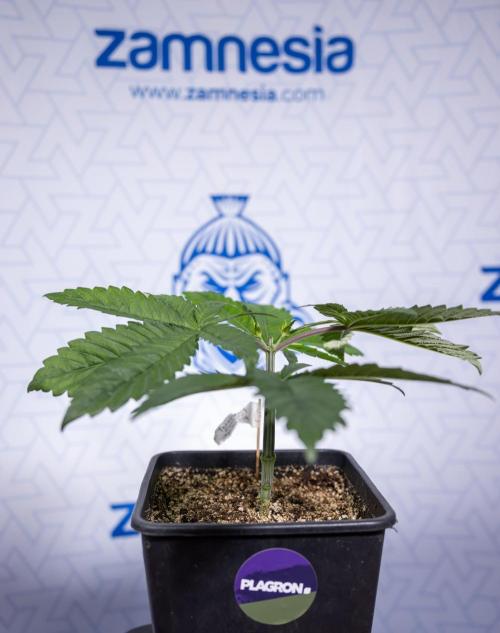 Tropicana Cookies #2 - Zamnesia x B&B. Week 3 - Tropiacana Cookies -  VEG - week 3/4