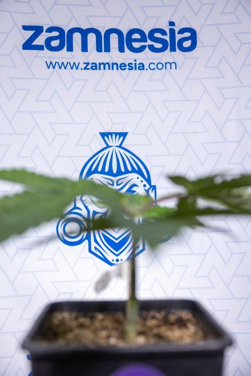 Tropicana Cookies #2 - Zamnesia x B&B. Week 3 - Tropiacana Cookies -  VEG - week 3/4