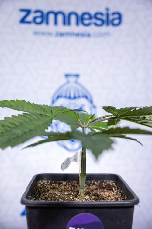 Tropicana Cookies #2 - Zamnesia x B&B. Week 3 - Tropiacana Cookies -  VEG - week 3/4