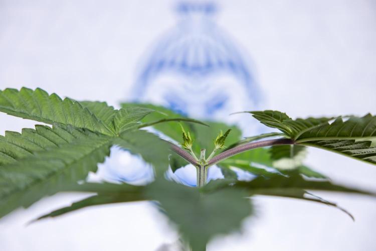 Tropicana Cookies #2 - Zamnesia x B&B. Week 3 - Tropiacana Cookies -  VEG - week 3/4