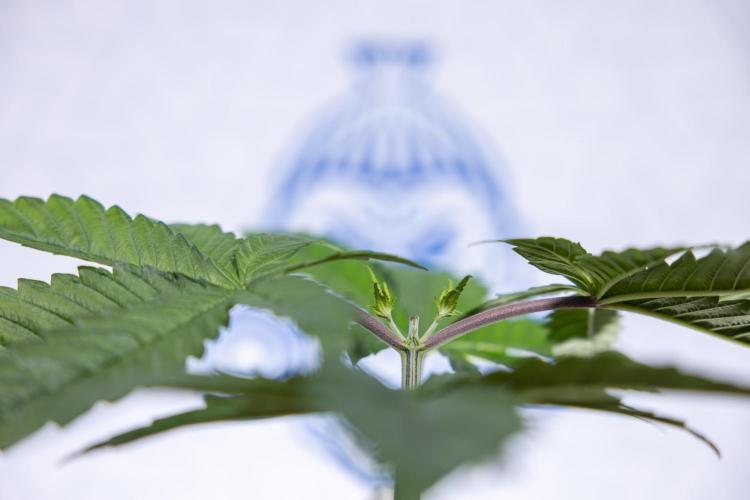 Tropicana Cookies #2 - Zamnesia x B&B. Week 3 - Tropiacana Cookies -  VEG - week 3/4