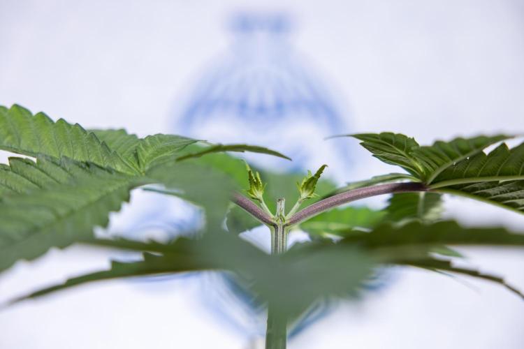 Tropicana Cookies #2 - Zamnesia x B&B. Week 3 - Tropiacana Cookies -  VEG - week 3/4