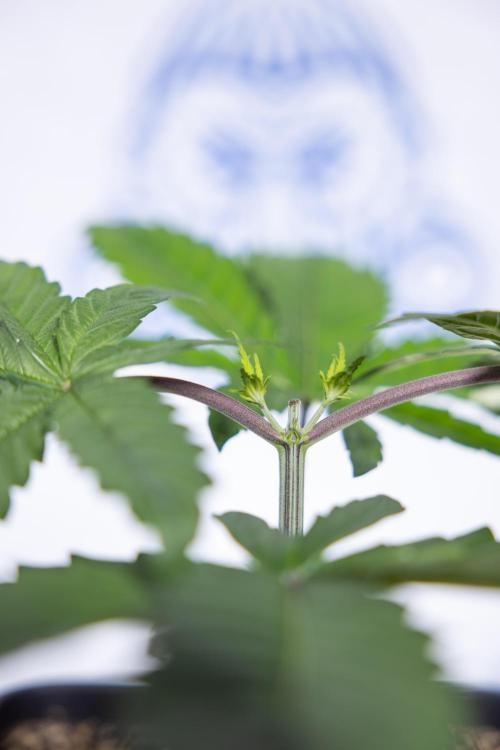 Tropicana Cookies #2 - Zamnesia x B&B. Week 3 - Tropiacana Cookies -  VEG - week 3/4