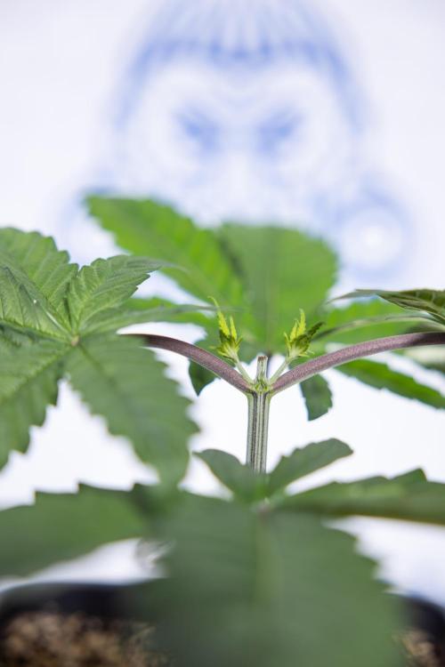 Tropicana Cookies #2 - Zamnesia x B&B. Week 3 - Tropiacana Cookies -  VEG - week 3/4