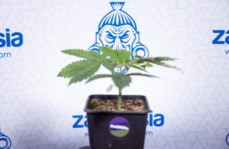 Tropicana Cookies #2 - Zamnesia x B&B. Week 3 - Tropiacana Cookies -  VEG - week 3/4