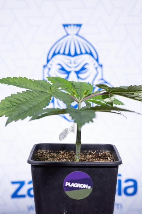 Tropicana Cookies #2 - Zamnesia x B&B. Week 3 - Tropiacana Cookies -  VEG - week 3/4