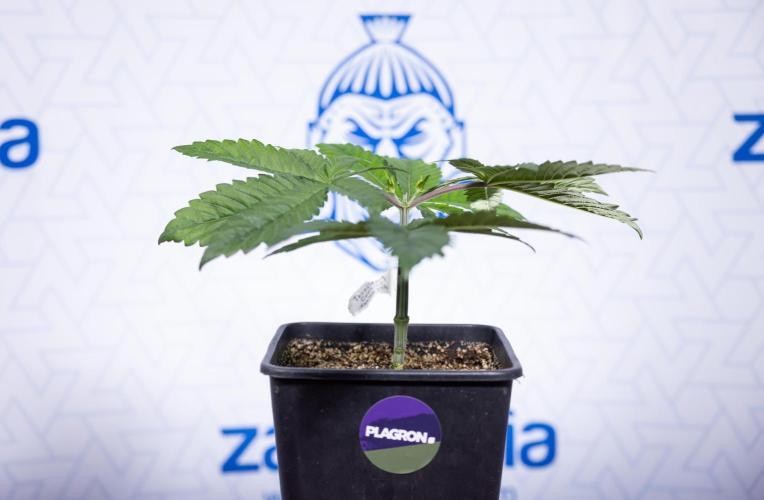 Tropicana Cookies #2 - Zamnesia x B&B. Week 3 - Tropiacana Cookies -  VEG - week 3/4