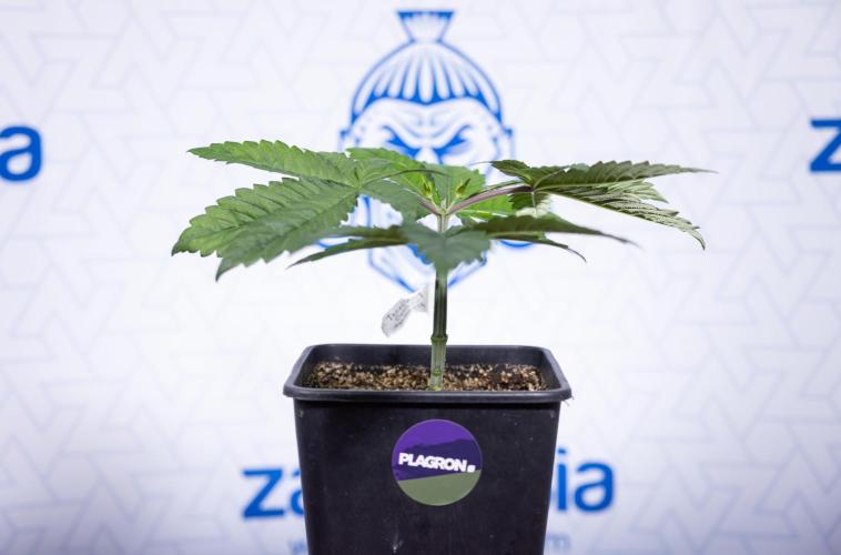 Tropicana Cookies #2 - Zamnesia x B&B. Week 3 - Tropiacana Cookies -  VEG - week 3/4