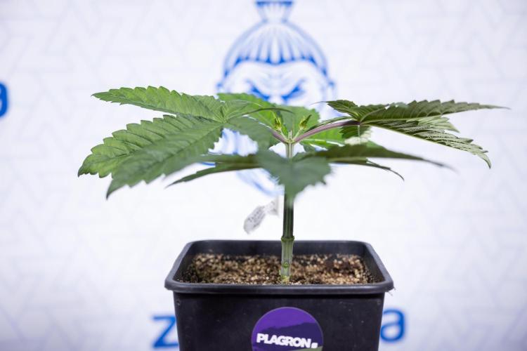 Tropicana Cookies #2 - Zamnesia x B&B. Week 3 - Tropiacana Cookies -  VEG - week 3/4