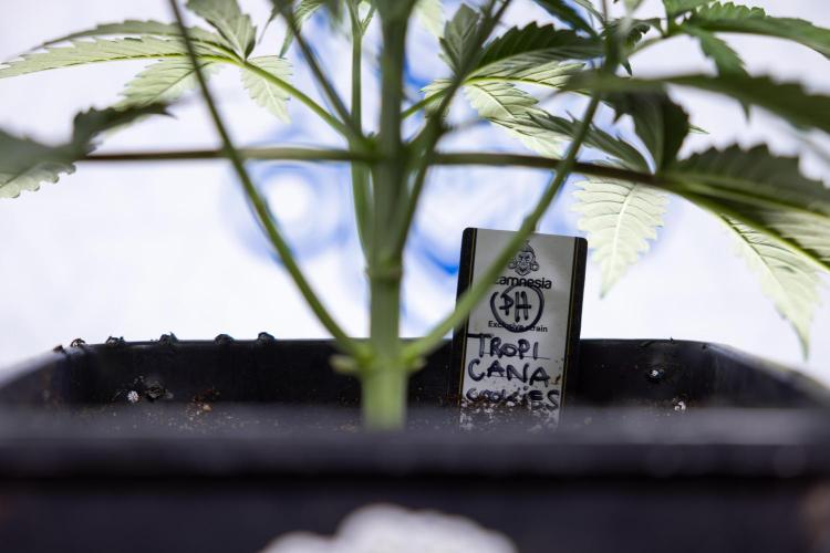 Tropicana Cookies #1 - Zamnesia x B&B. Week 3 - Tropicana Cookies 1 - Veg - Week 3/4