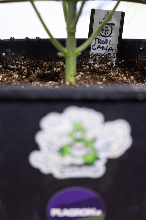 Tropicana Cookies #1 - Zamnesia x B&B. Week 3 - Tropicana Cookies 1 - Veg - Week 3/4