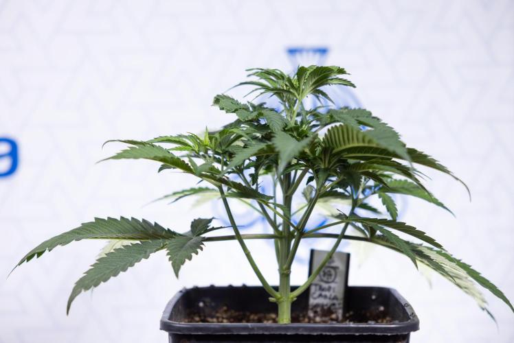 Tropicana Cookies #1 - Zamnesia x B&B. Week 3 - Tropicana Cookies 1 - Veg - Week 3/4