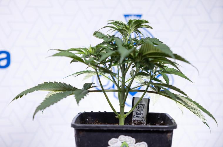 Tropicana Cookies #1 - Zamnesia x B&B. Week 3 - Tropicana Cookies 1 - Veg - Week 3/4