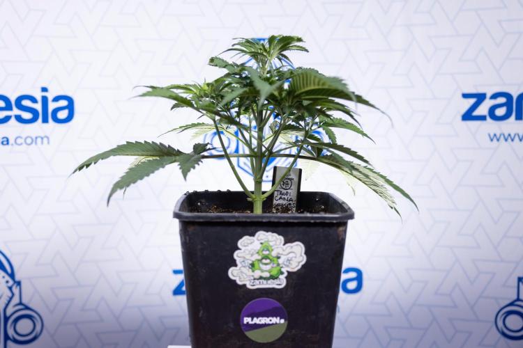 Tropicana Cookies #1 - Zamnesia x B&B. Week 3 - Tropicana Cookies 1 - Veg - Week 3/4