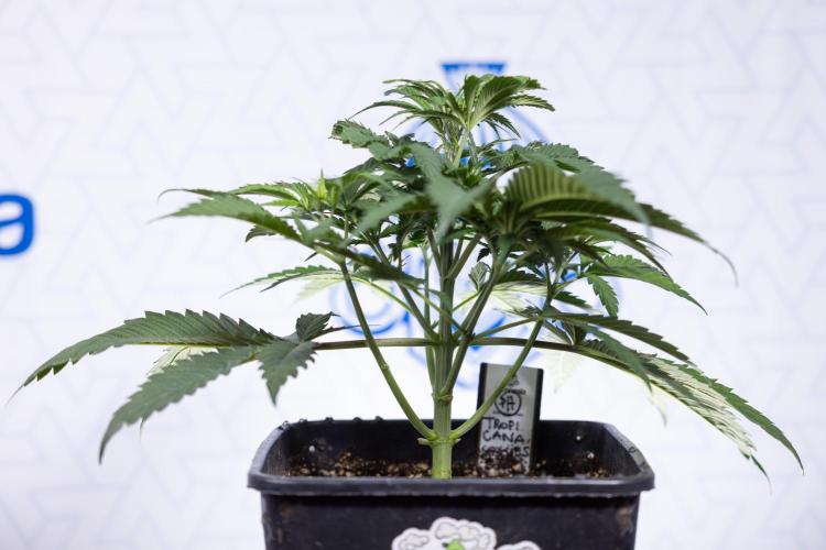 Tropicana Cookies #1 - Zamnesia x B&B. Week 3 - Tropicana Cookies 1 - Veg - Week 3/4