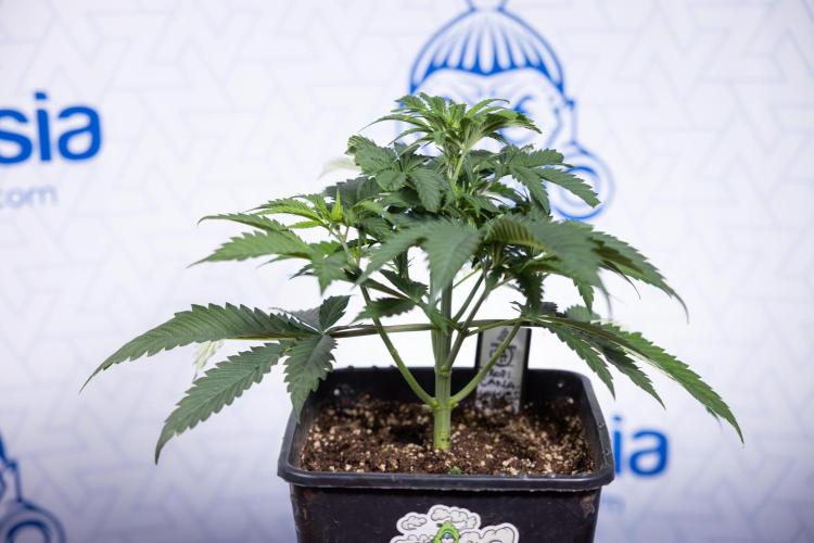 Tropicana Cookies #1 - Zamnesia x B&B. Week 3 - Tropicana Cookies 1 - Veg - Week 3/4