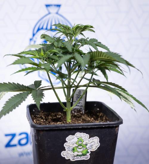 Tropicana Cookies #1 - Zamnesia x B&B. Week 3 - Tropicana Cookies 1 - Veg - Week 3/4