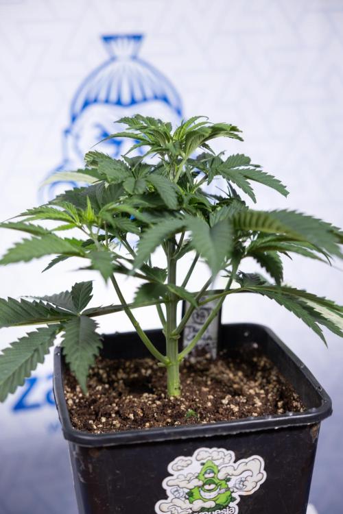 Tropicana Cookies #1 - Zamnesia x B&B. Week 3 - Tropicana Cookies 1 - Veg - Week 3/4