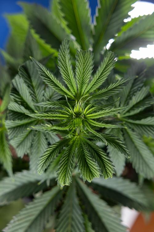 Tropicana Cookies #1 - Zamnesia x B&B. Week 3 - Tropicana Cookies 1 - Veg - Week 3/4