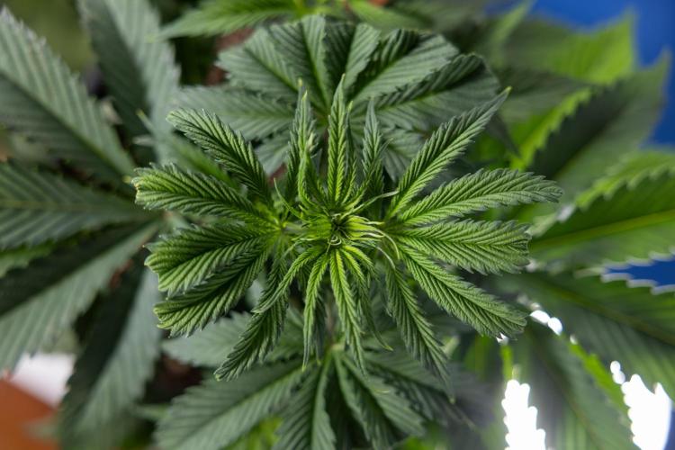 Tropicana Cookies #1 - Zamnesia x B&B. Week 3 - Tropicana Cookies 1 - Veg - Week 3/4