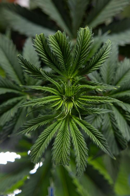 Tropicana Cookies #1 - Zamnesia x B&B. Week 3 - Tropicana Cookies 1 - Veg - Week 3/4