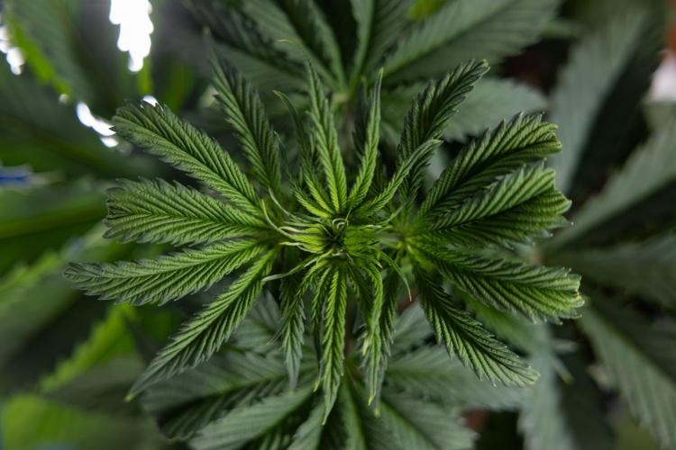 Tropicana Cookies #1 - Zamnesia x B&B. Week 3 - Tropicana Cookies 1 - Veg - Week 3/4