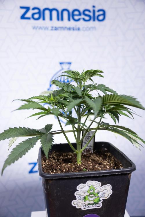 Tropicana Cookies #1 - Zamnesia x B&B. Week 3 - Tropicana Cookies 1 - Veg - Week 3/4