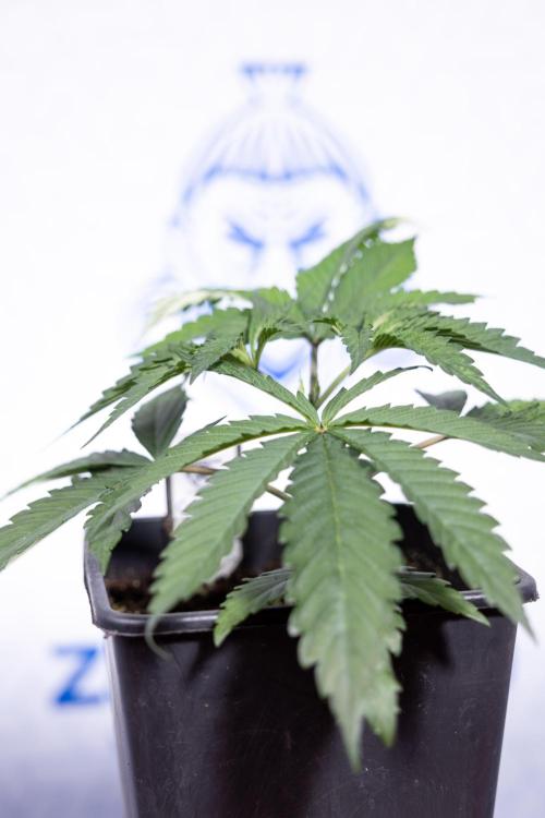 Georgia Pie #1 - Zamnesia x B&B. Week 3 - Georgia Pie 1 - Veg - Week 3/4 - Topping / Mainfolding