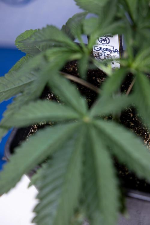 Georgia Pie #1 - Zamnesia x B&B. Week 3 - Georgia Pie 1 - Veg - Week 3/4 - Topping / Mainfolding