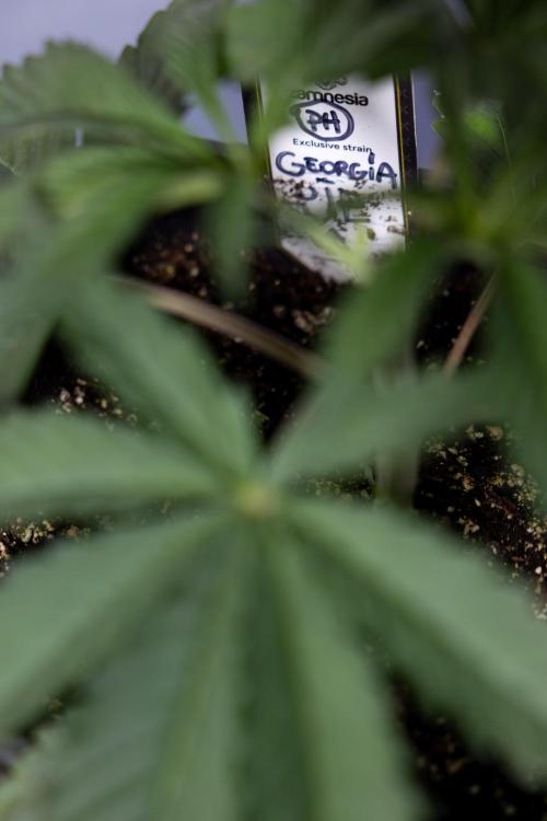 Georgia Pie #1 - Zamnesia x B&B. Week 3 - Georgia Pie 1 - Veg - Week 3/4 - Topping / Mainfolding