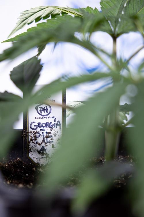 Georgia Pie #1 - Zamnesia x B&B. Week 3 - Georgia Pie 1 - Veg - Week 3/4 - Topping / Mainfolding