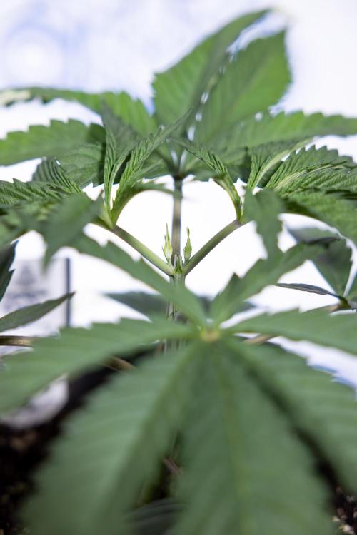 Georgia Pie #1 - Zamnesia x B&B. Week 3 - Georgia Pie 1 - Veg - Week 3/4 - Topping / Mainfolding