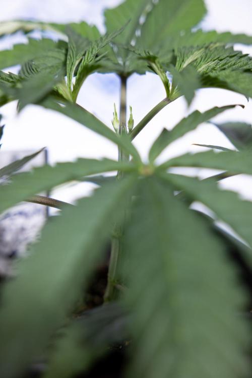 Georgia Pie #1 - Zamnesia x B&B. Week 3 - Georgia Pie 1 - Veg - Week 3/4 - Topping / Mainfolding