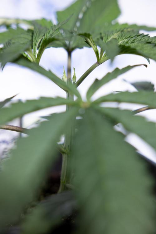 Georgia Pie #1 - Zamnesia x B&B. Week 3 - Georgia Pie 1 - Veg - Week 3/4 - Topping / Mainfolding