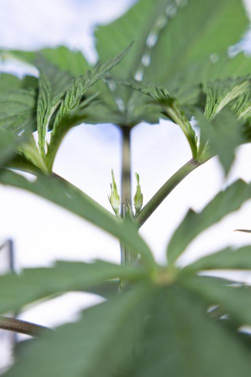 Georgia Pie #1 - Zamnesia x B&B. Week 3 - Georgia Pie 1 - Veg - Week 3/4 - Topping / Mainfolding