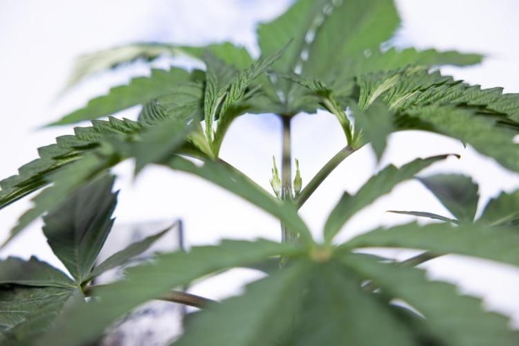 Georgia Pie #1 - Zamnesia x B&B. Week 3 - Georgia Pie 1 - Veg - Week 3/4 - Topping / Mainfolding