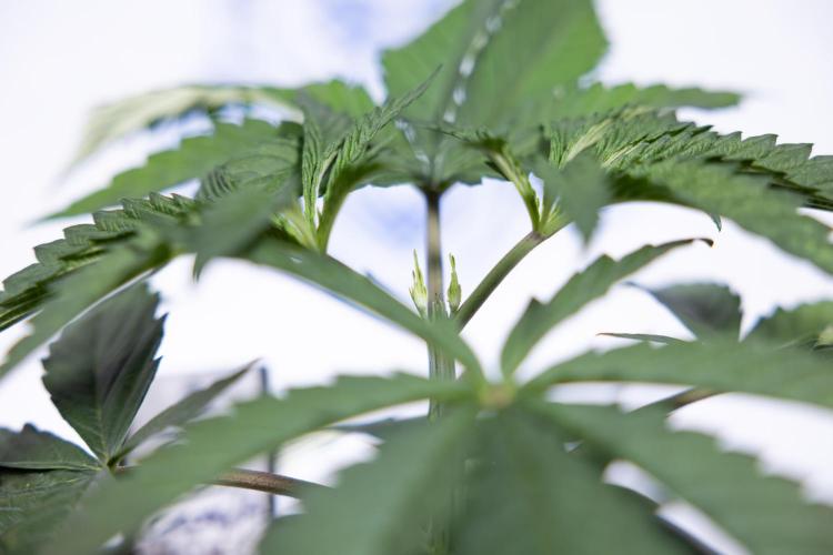 Georgia Pie #1 - Zamnesia x B&B. Week 3 - Georgia Pie 1 - Veg - Week 3/4 - Topping / Mainfolding