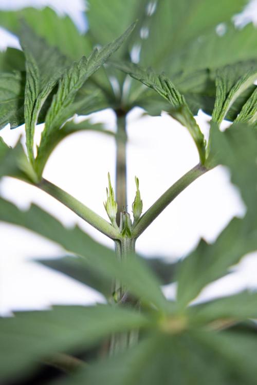 Georgia Pie #1 - Zamnesia x B&B. Week 3 - Georgia Pie 1 - Veg - Week 3/4 - Topping / Mainfolding