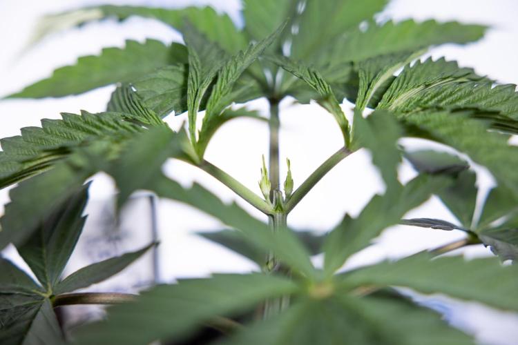 Georgia Pie #1 - Zamnesia x B&B. Week 3 - Georgia Pie 1 - Veg - Week 3/4 - Topping / Mainfolding