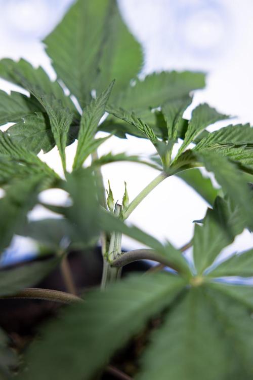 Georgia Pie #1 - Zamnesia x B&B. Week 3 - Georgia Pie 1 - Veg - Week 3/4 - Topping / Mainfolding