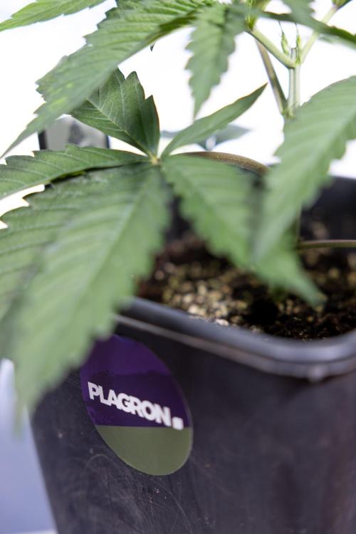 Georgia Pie #1 - Zamnesia x B&B. Week 3 - Georgia Pie 1 - Veg - Week 3/4 - Topping / Mainfolding