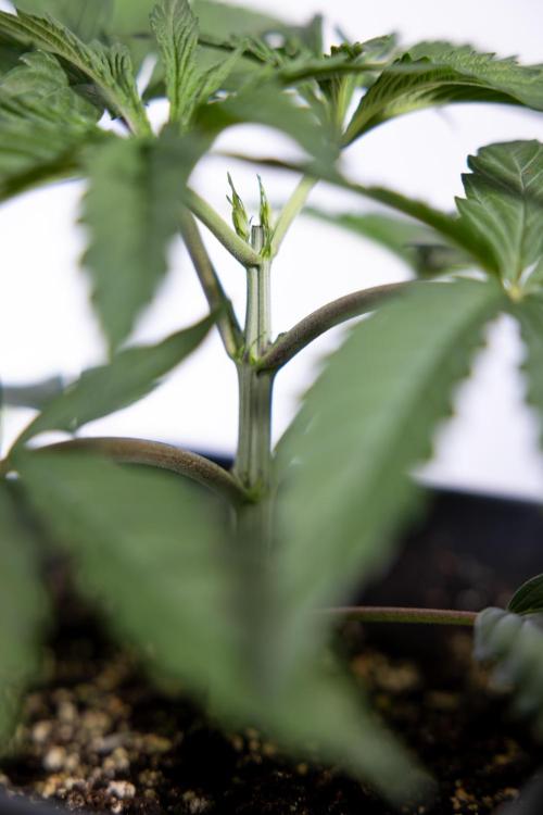 Georgia Pie #1 - Zamnesia x B&B. Week 3 - Georgia Pie 1 - Veg - Week 3/4 - Topping / Mainfolding