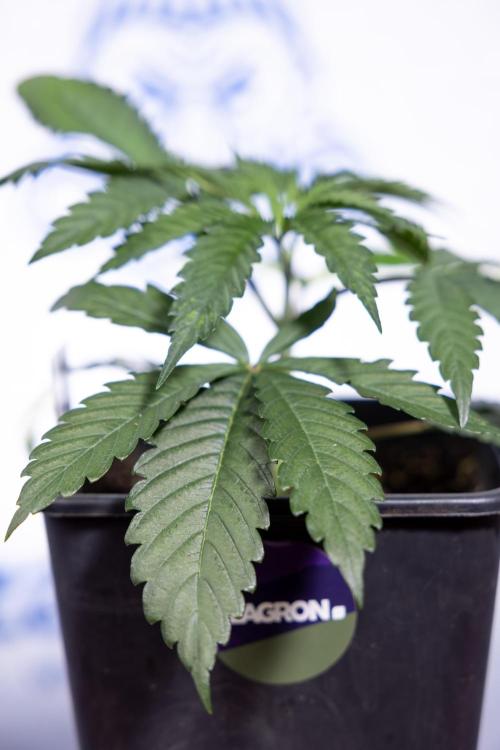 Georgia Pie #1 - Zamnesia x B&B. Week 3 - Georgia Pie 1 - Veg - Week 3/4 - Topping / Mainfolding