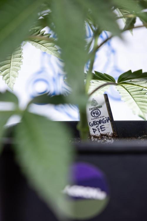 Georgia Pie #2 - Zamnesia x B&B. Week 3 - Georgia Pie 2 - Veg - Week 3/4 - Fimming