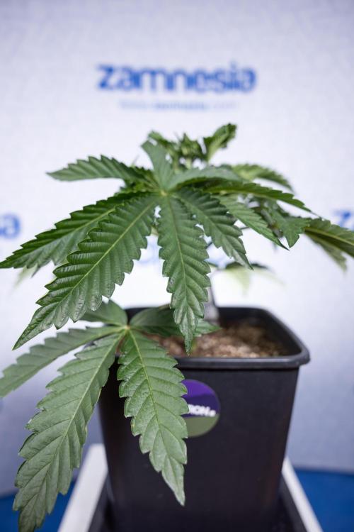 Georgia Pie #2 - Zamnesia x B&B. Week 3 - Georgia Pie 2 - Veg - Week 3/4 - Fimming