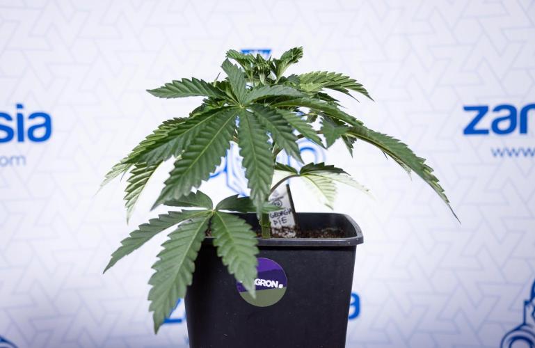 Georgia Pie #2 - Zamnesia x B&B. Week 3 - Georgia Pie 2 - Veg - Week 3/4 - Fimming