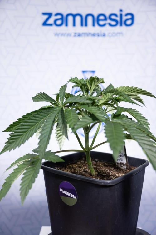 Georgia Pie #2 - Zamnesia x B&B. Week 3 - Georgia Pie 2 - Veg - Week 3/4 - Fimming