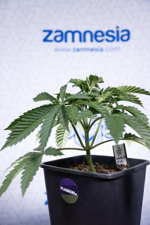 Georgia Pie #2 - Zamnesia x B&B. Week 3 - Georgia Pie 2 - Veg - Week 3/4 - Fimming